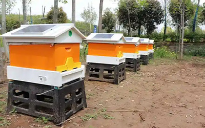 Beehive Scales